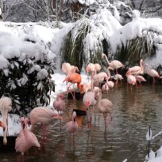 涼やかな、雪の安佐動物公園